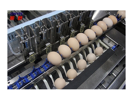 Clasificadora de huevos 104A (10000 huevos/hora)