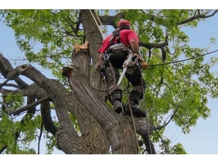 Arboricultura